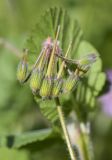 Erodium malacoides. Незрелое соплодие. Испания, автономное сообщество Каталония, пров. Жирона, комарка Баш Эмпорда, муниципалитет Калонже, залежь. 04.03.2025.