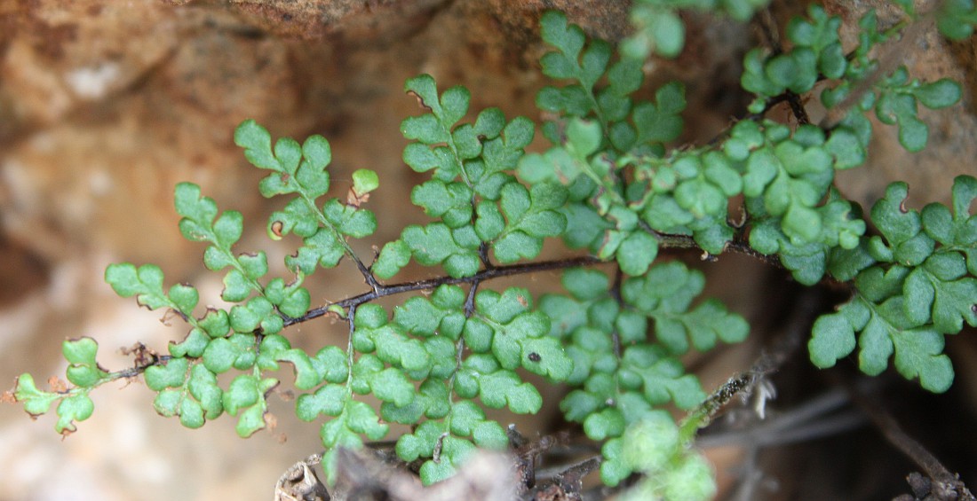 Изображение особи Oeosporangium acrosticum.