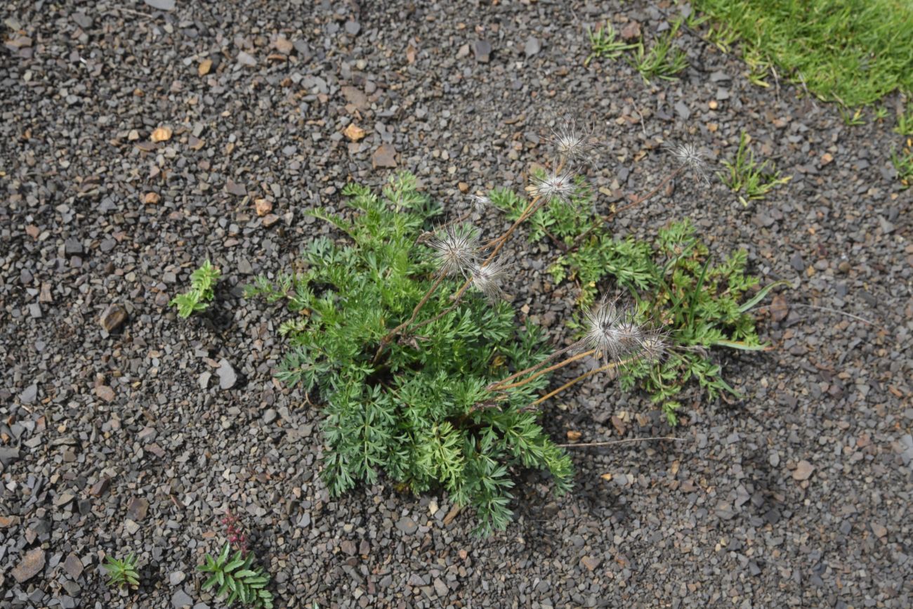 Image of genus Pulsatilla specimen.