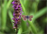 Lythrum salicaria. Часть соцветия с подлетающей бабочкой-голубянкой. Московская обл., Раменский р-н, окр. ж.-д. платформы Хрипань, просека под ЛЭП. 13.07.2011.