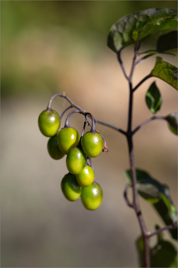 Изображение особи Solanum dulcamara.