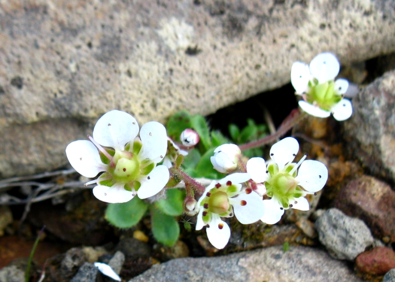 Изображение особи Micranthes merkii.