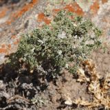 Смотреть изображение род Artemisia