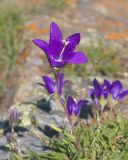 View full-size image Campanula besenginica