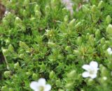 View full-size image Minuartia imbricata