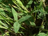 View full-size image Trifolium ambiguum