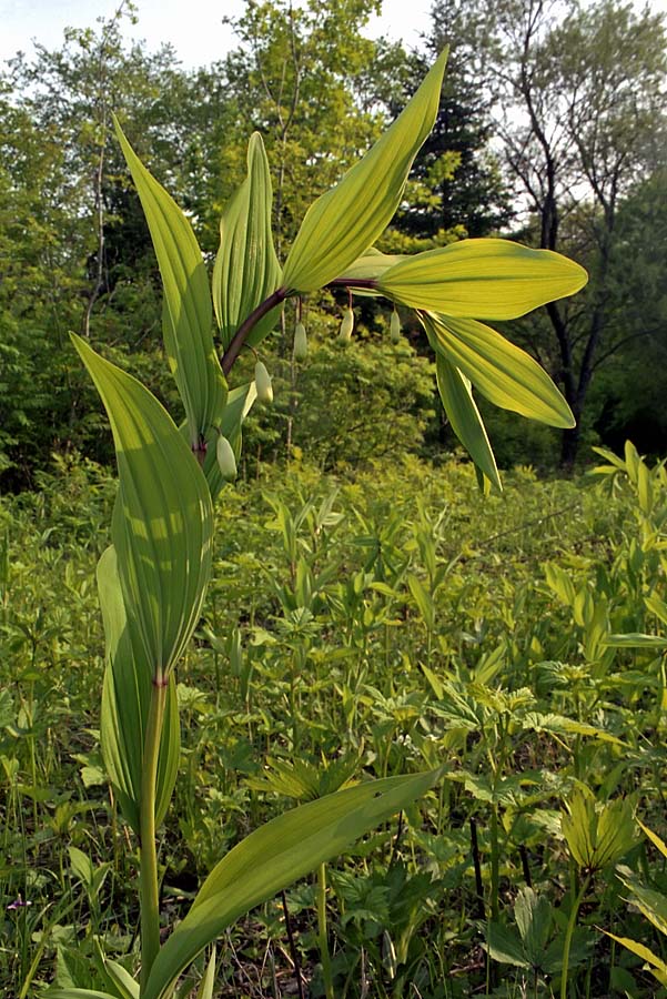 Image of Polygonatum odoratum specimen.