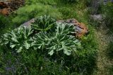 View full-size image genus Heracleum