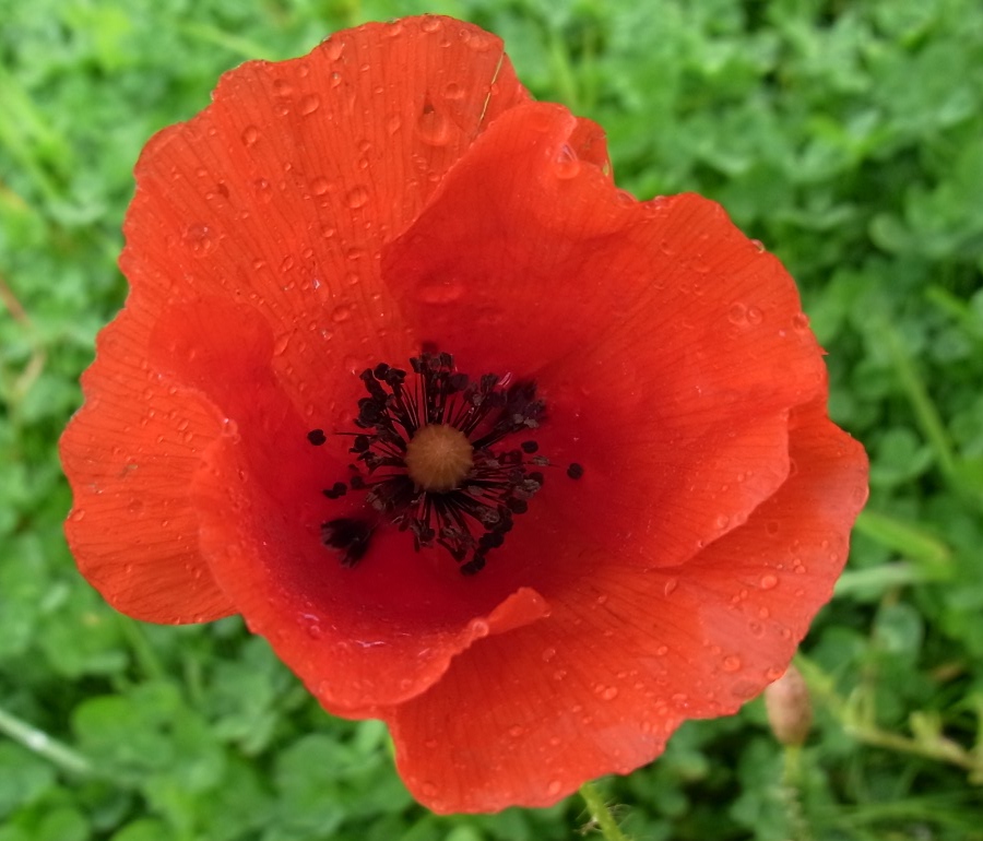 Image of Papaver rhoeas specimen.