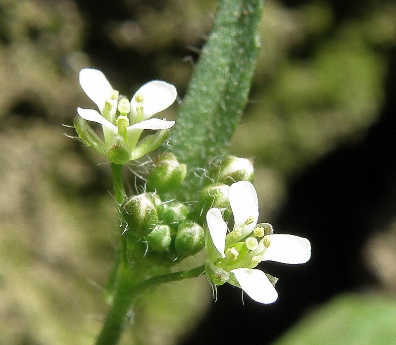 Image of genus Capsella specimen.