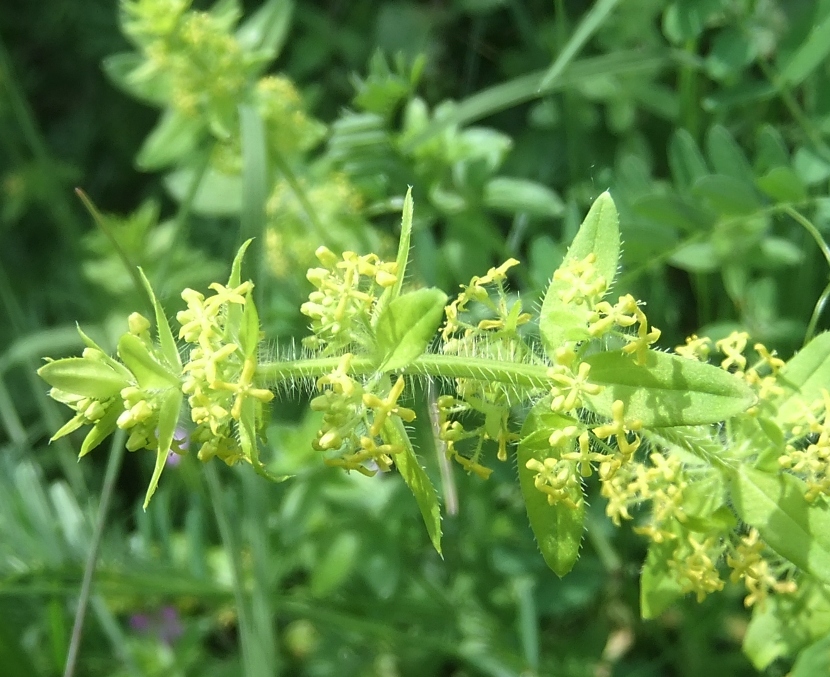 Image of Cruciata laevipes specimen.