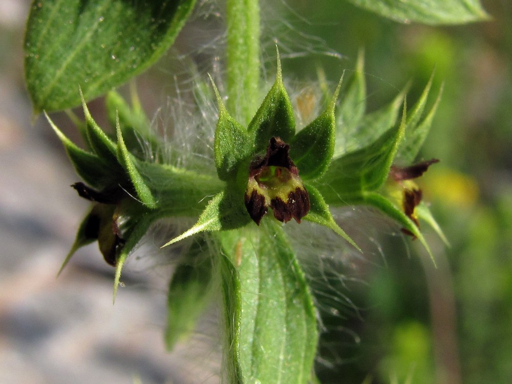 Image of Sideritis montana specimen.