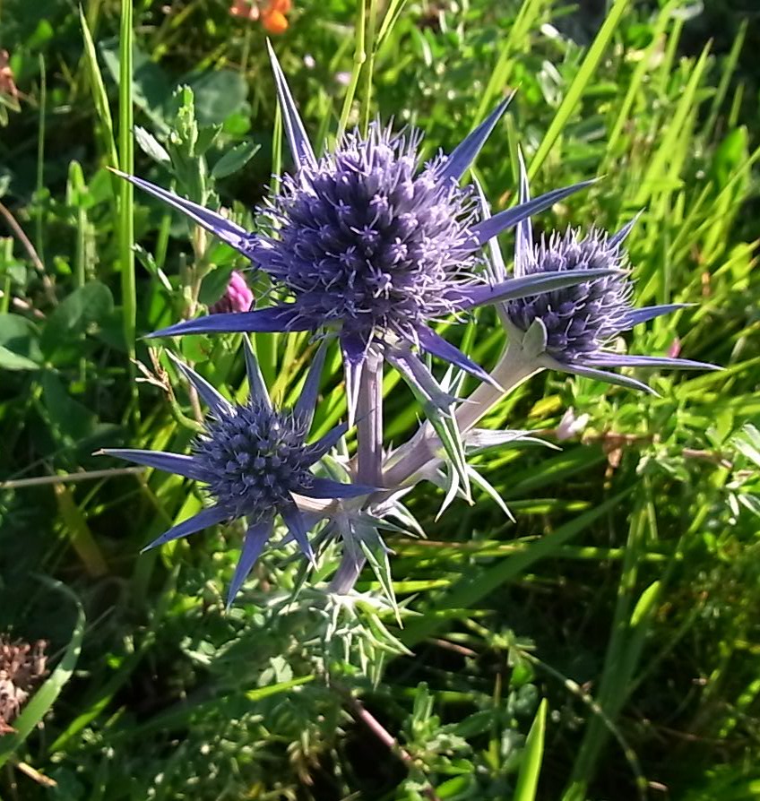 Изображение особи Eryngium &times; chevalieri.