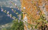 Campanula pyramidalis. Часть цветущего растения. Черногория, Острог. 03.07.2011.