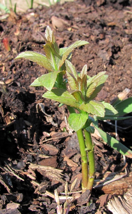 Image of Veronica longifolia specimen.