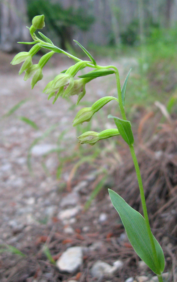 Image of Epipactis persica specimen.