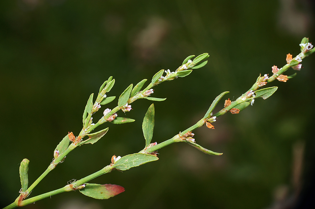 Image of Polygonum aviculare specimen.