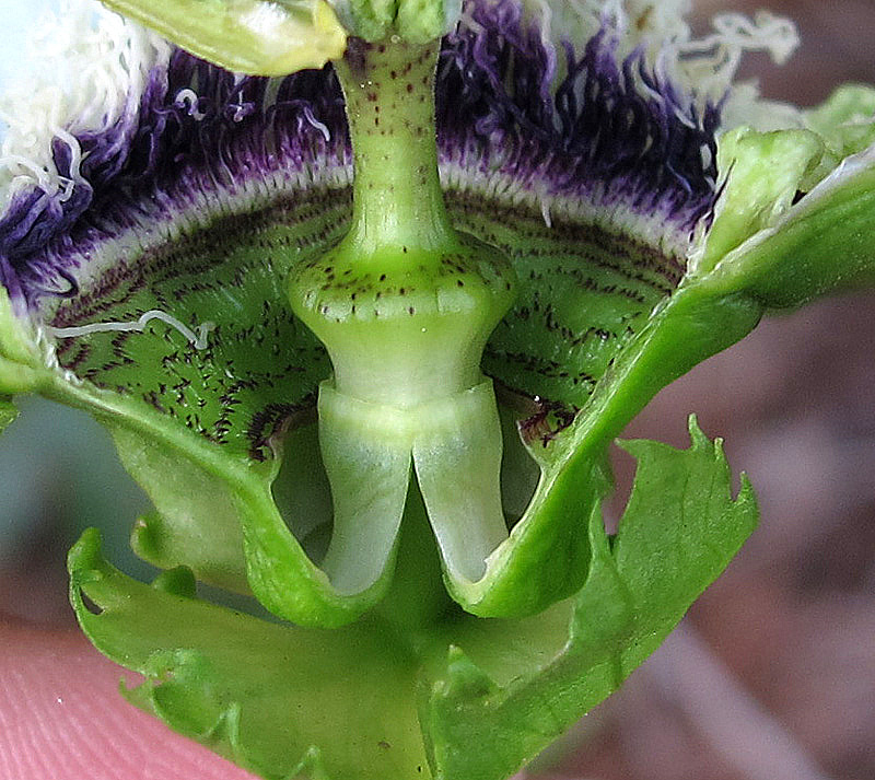 Изображение особи Passiflora edulis.