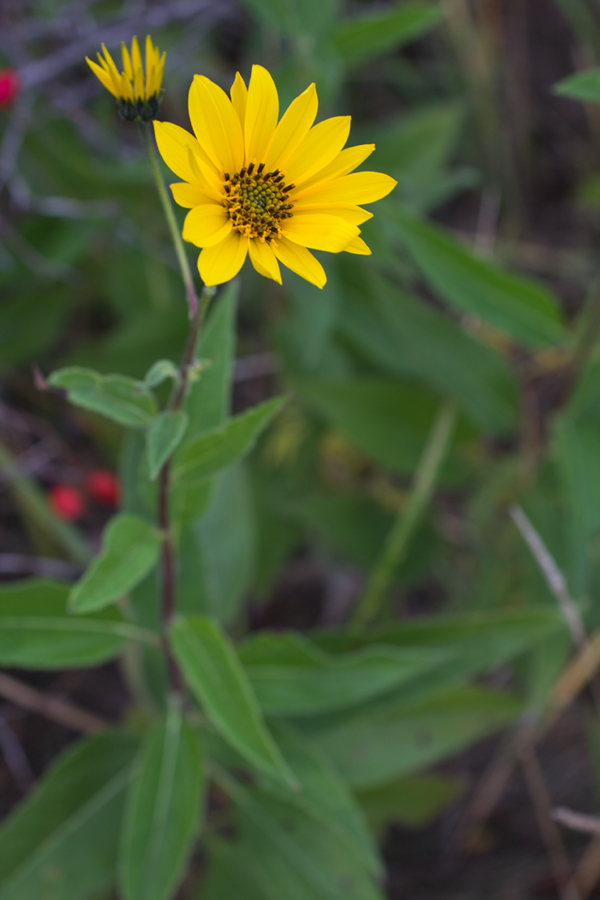 Изображение особи род Helianthus.