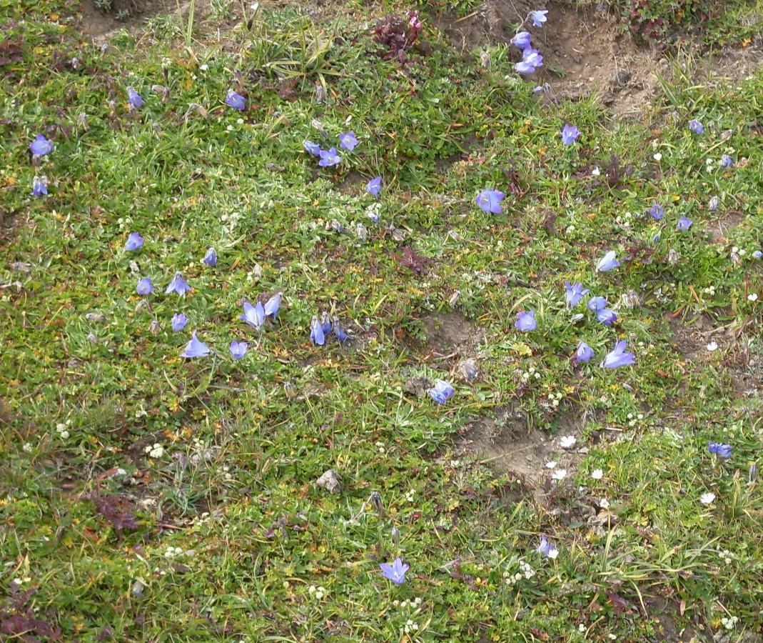 Image of Campanula biebersteiniana specimen.