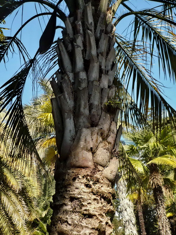 Image of Butia capitata specimen.