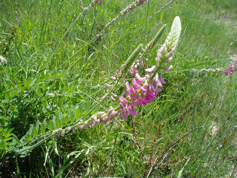 Изображение особи Onobrychis grandis.