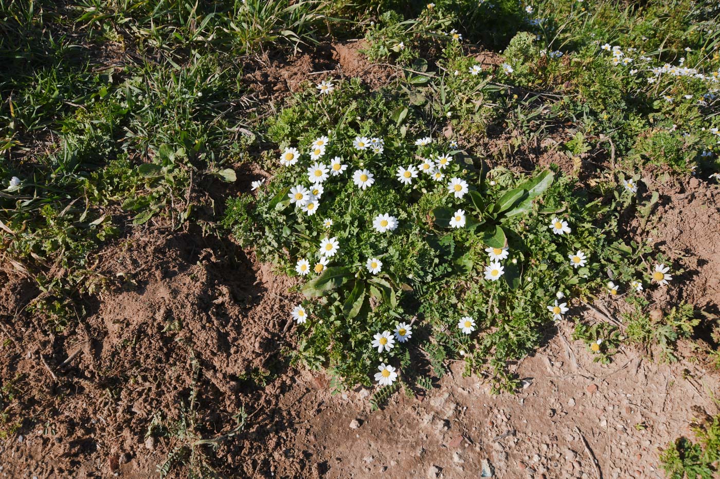 Image of Anthemis leucanthemifolia specimen.