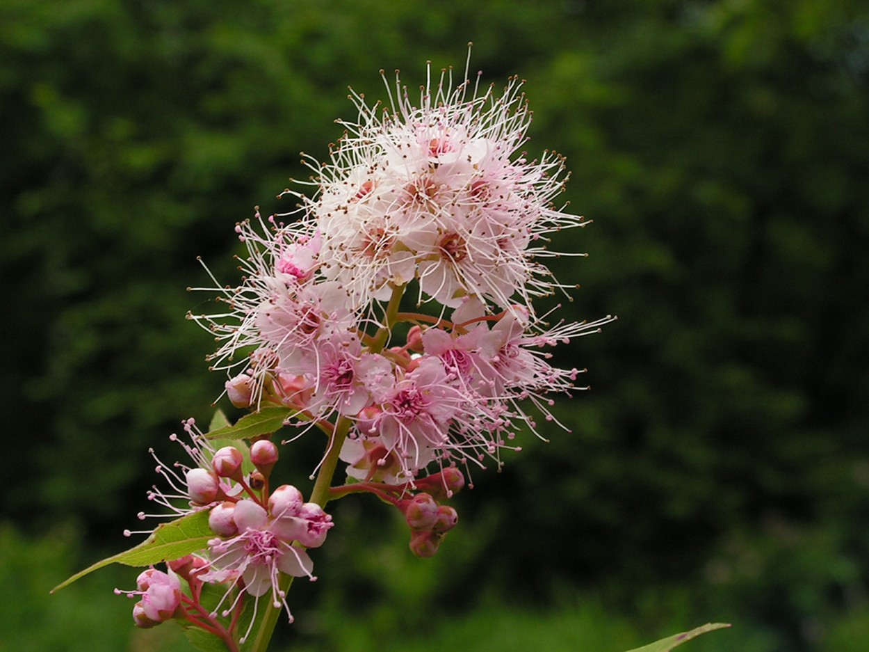 Цветет 2. Spiraea salicifolia. Спирея соцветие. Жидавижник кустарник. Спирея Хабаровск.