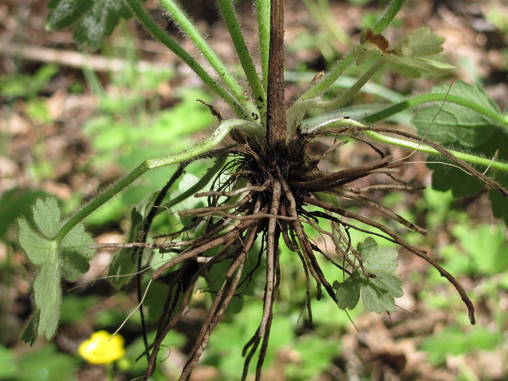 Image of Ranunculus constantinopolitanus specimen.