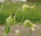 Melandrium latifolium. Верхушка побега со зреющими плодами. Краснодарский край, Кущёвский р-н, станица Шкуринская, сорное. 12 мая 2008 г.