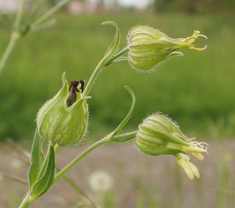 Image of Melandrium latifolium specimen.