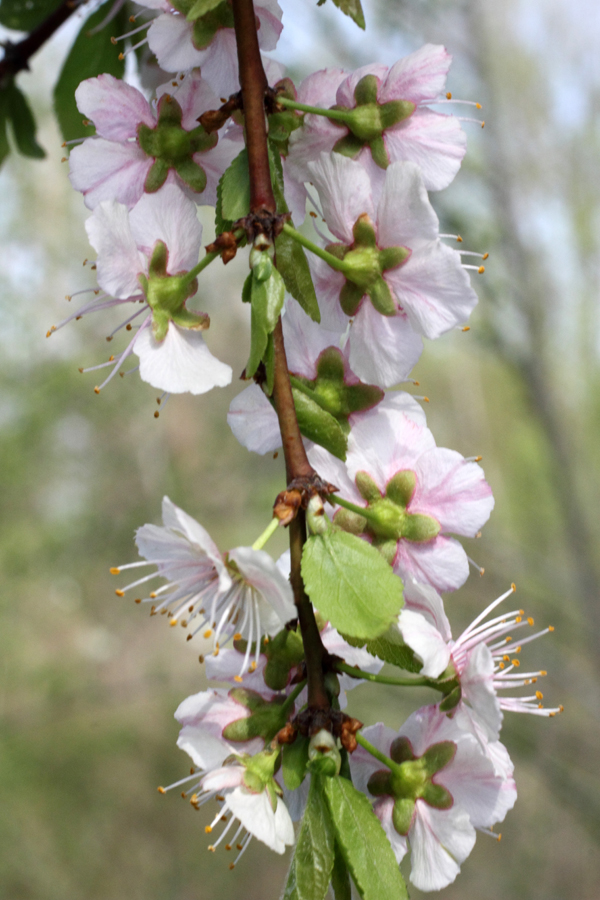 Изображение особи род Prunus.