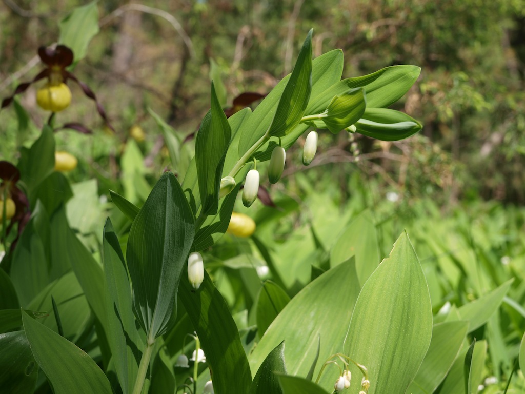 Image of Polygonatum odoratum specimen.