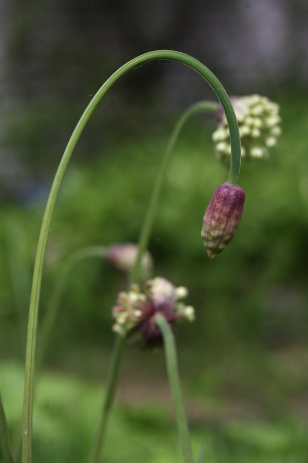 Image of Allium microdictyon specimen.