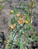 Linum crepitans