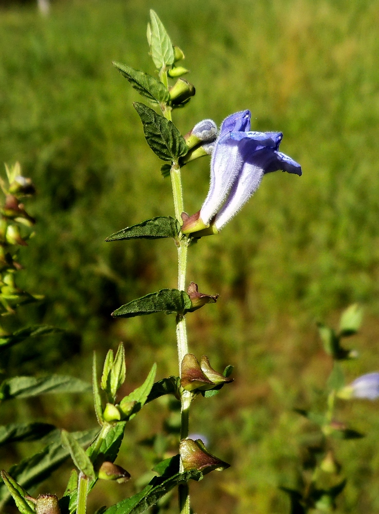 Image of Scutellaria galericulata specimen.