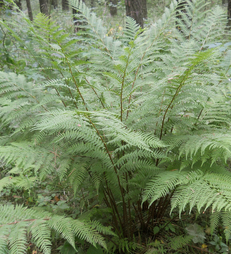 Изображение особи Athyrium filix-femina.