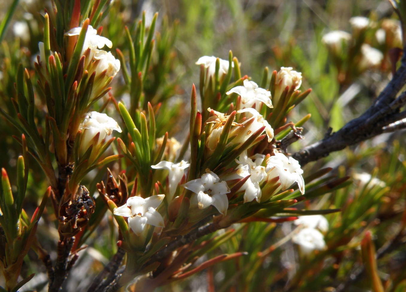 Изображение особи Dracophyllum palustre.