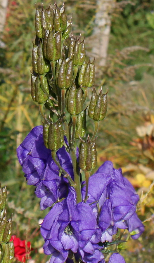 Image of genus Aconitum specimen.