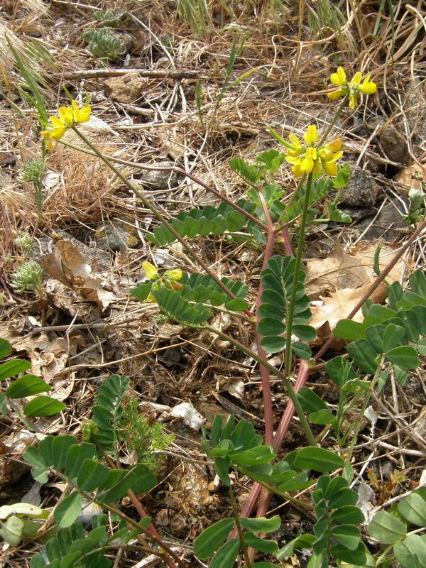 Image of Securigera securidaca specimen.