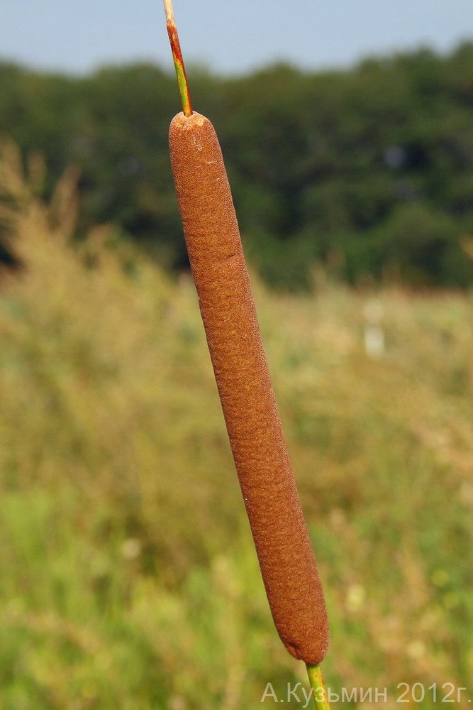 Image of Typha angustifolia specimen.