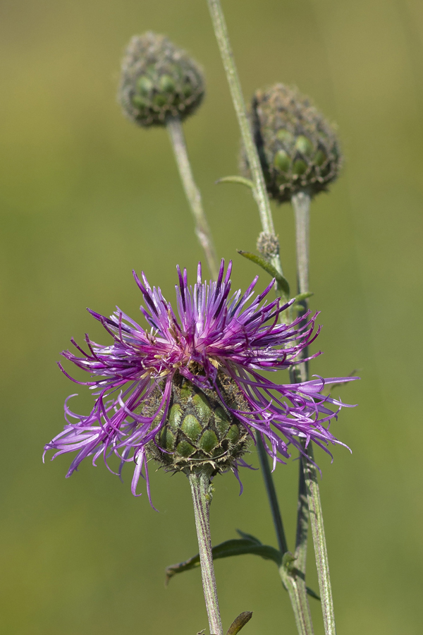 Изображение особи Centaurea apiculata.