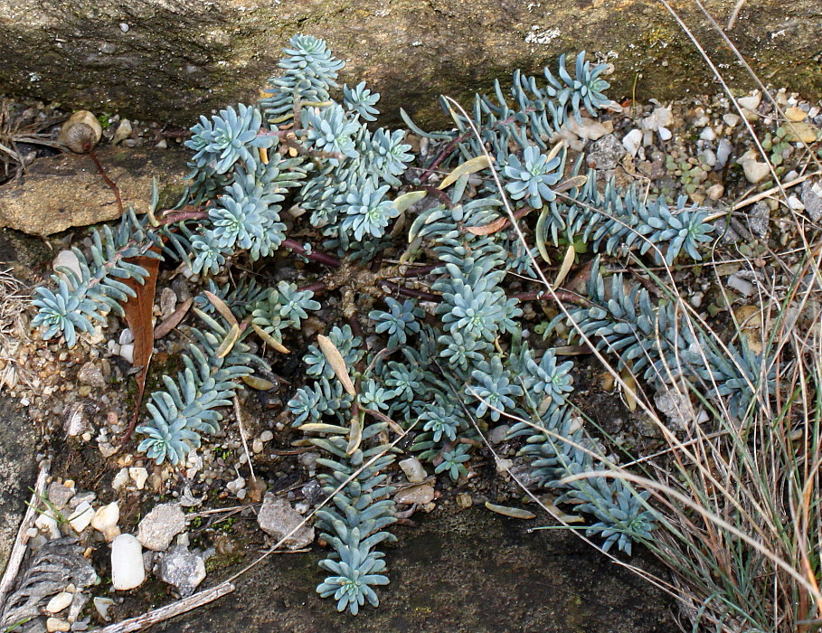 Изображение особи род Sedum.