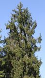 Picea abies. Крона взрослого дерева. Германия, г. Krefeld, ботанический сад. 16.10.2012.