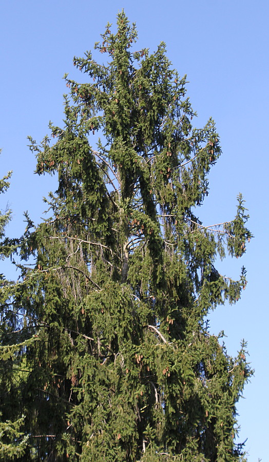 Image of Picea abies specimen.