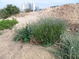 Lavandula coronopifolia