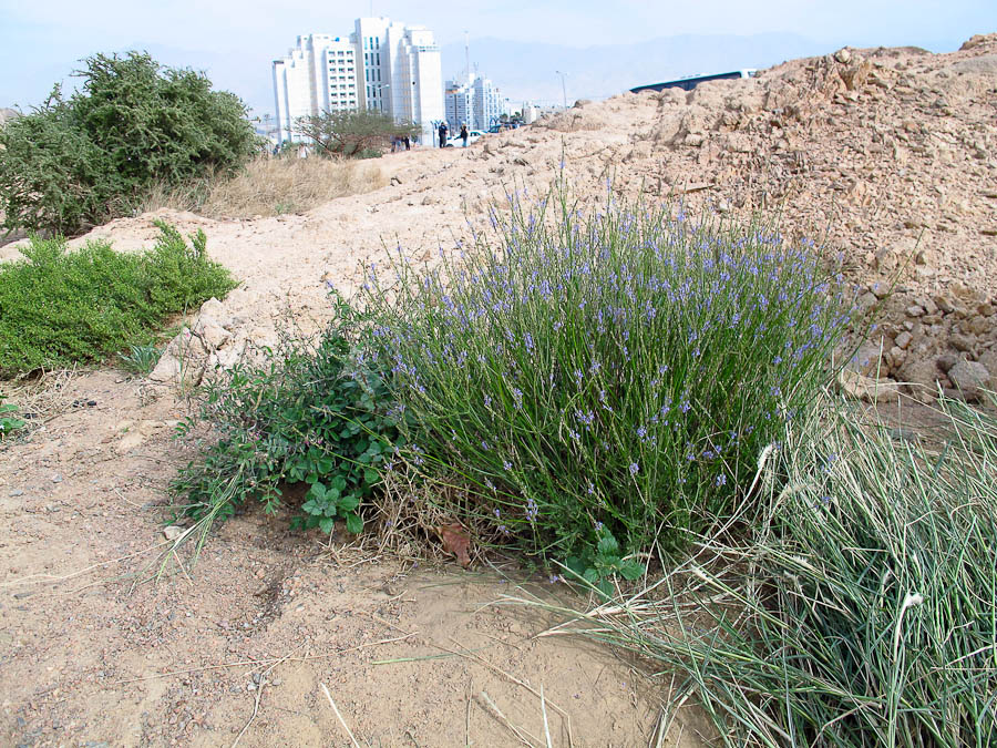 Изображение особи Lavandula coronopifolia.