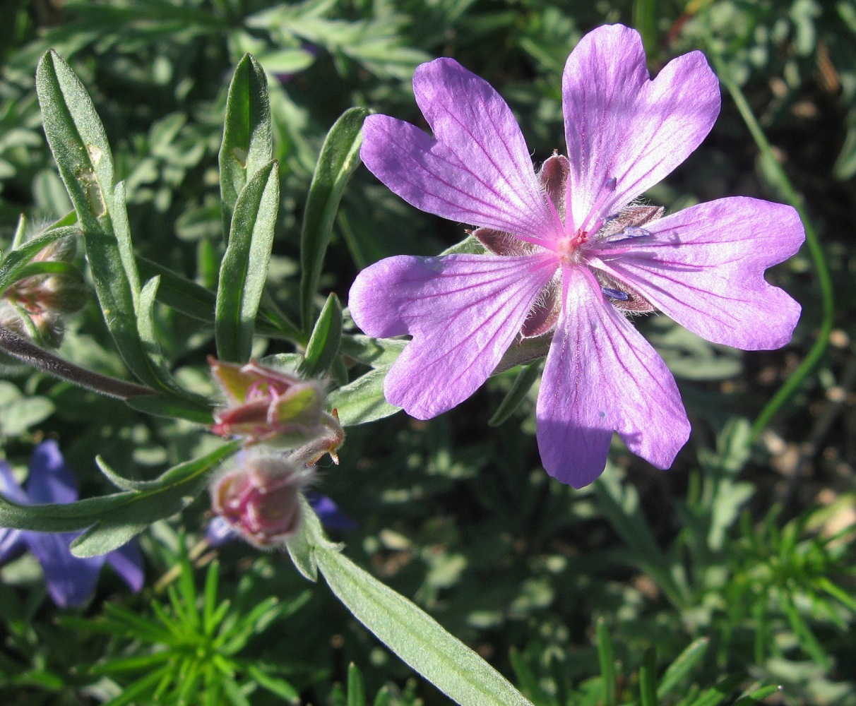 Image of Geranium tuberosum specimen.