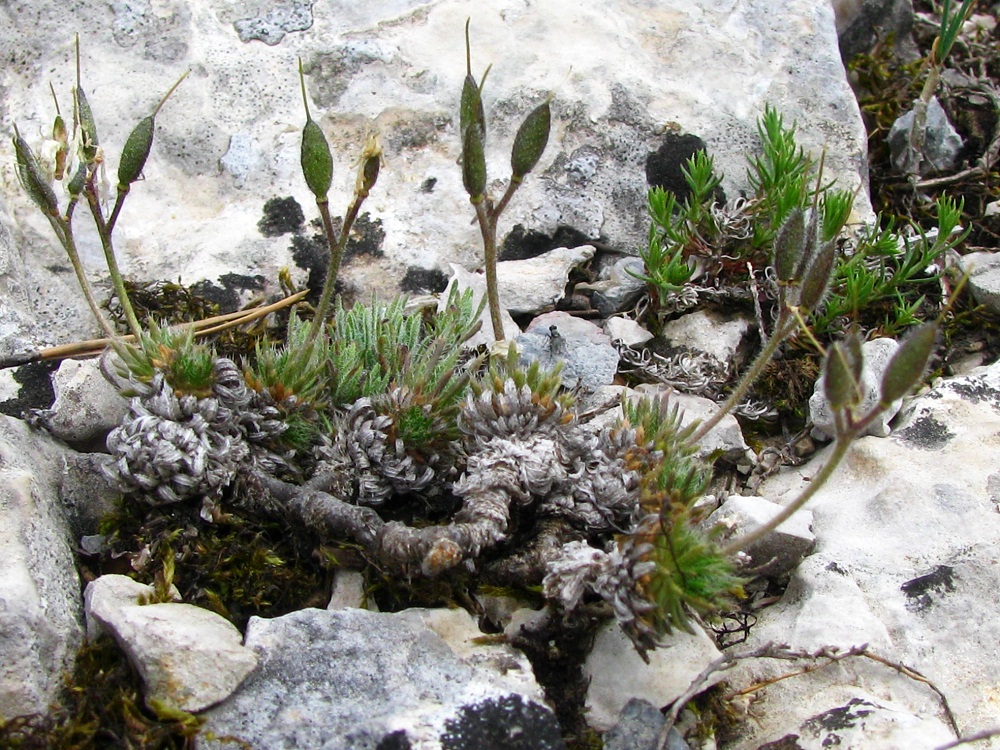 Image of Draba cuspidata specimen.