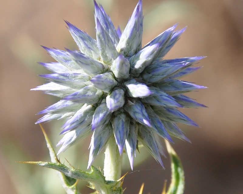 Изображение особи Echinops microcephalus.